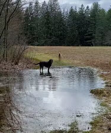 The Groton Hunt - Groton, MA