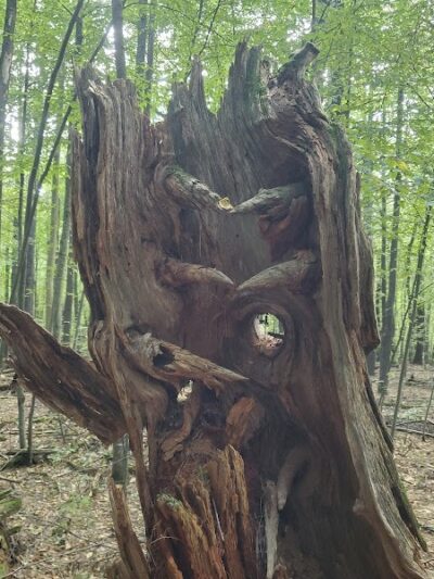 The Throne hiking trail, Rockwood Lane parking - Groton, MA