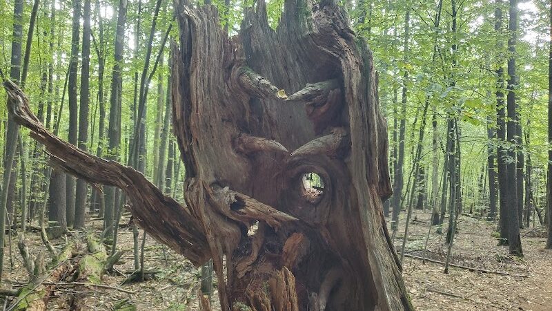The Throne hiking trail, Rockwood Lane parking - Groton, MA