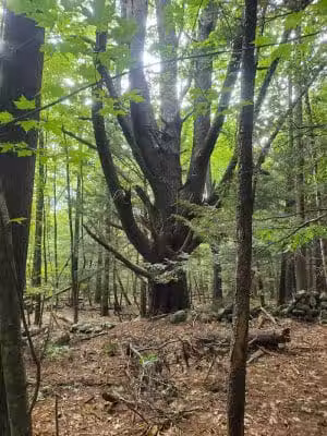 The Throne hiking trail, Rockwood Lane parking - Groton, MA