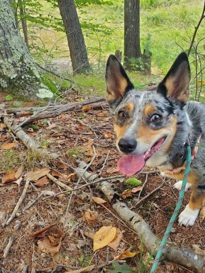 The Throne hiking trail, Rockwood Lane parking - Groton, MA