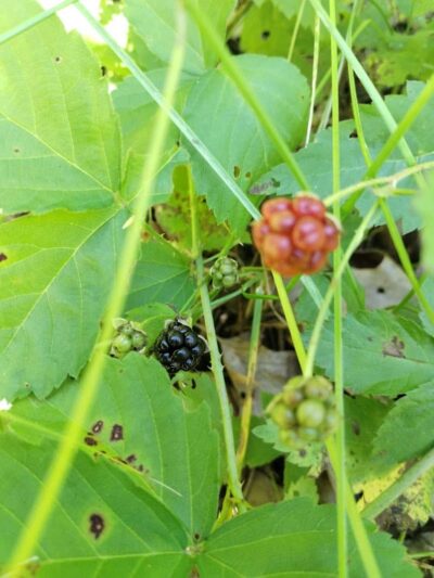The Throne hiking trail, Rockwood Lane parking - Groton, MA