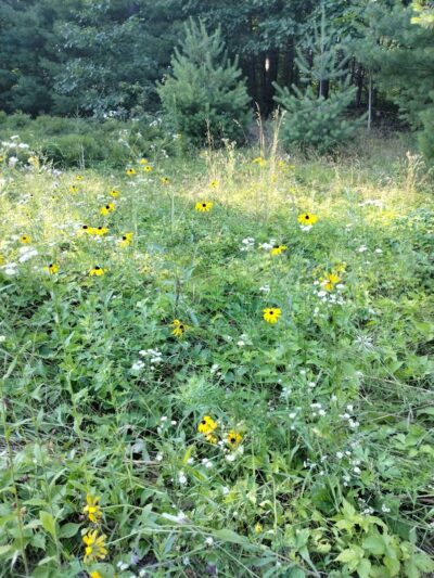 The Throne hiking trail, Rockwood Lane parking - Groton, MA