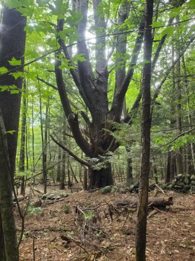 The Throne hiking trail, Rockwood Lane parking - Groton, MA