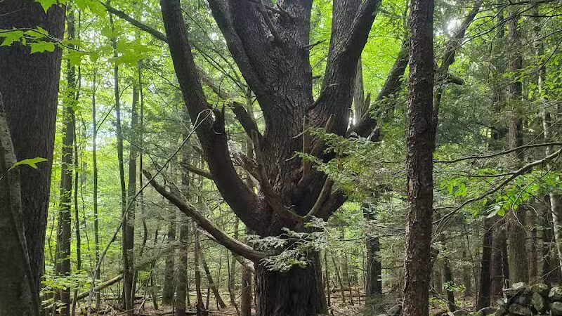 The Throne hiking trail, Rockwood Lane parking - Groton, MA