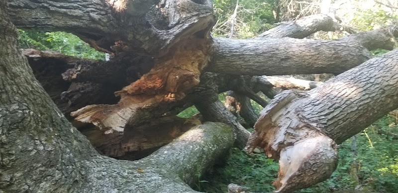 Tante Park - Groveland, IL