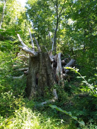 Tante Park - Groveland, IL