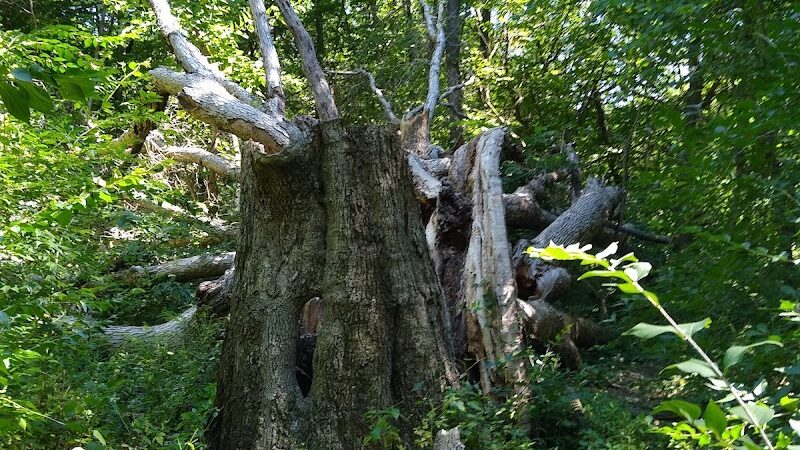 Tante Park - Groveland, IL