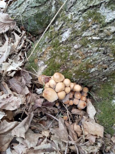 Tante Park - Groveland, IL