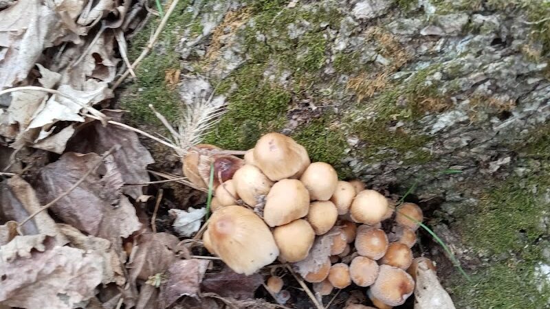 Tante Park - Groveland, IL