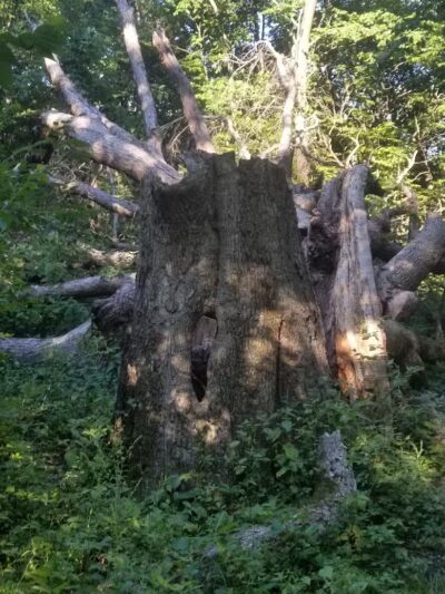 Tante Park - Groveland, IL