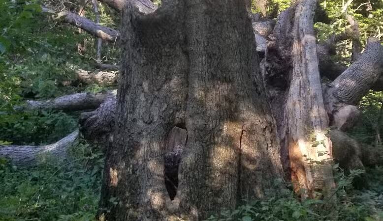 Tante Park - Groveland, IL