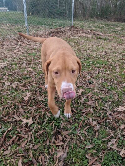 Guntersville Dog Park - Guntersville, AL