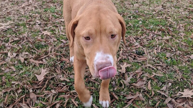 Guntersville Dog Park - Guntersville, AL