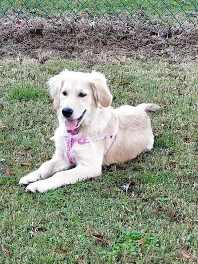 Guntersville Dog Park - Guntersville, AL