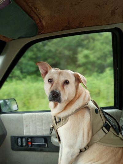 Guntersville Dog Park - Guntersville, AL