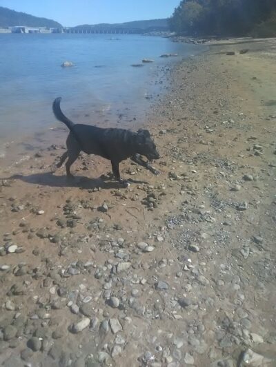 Guntersville Dog Park - Guntersville, AL