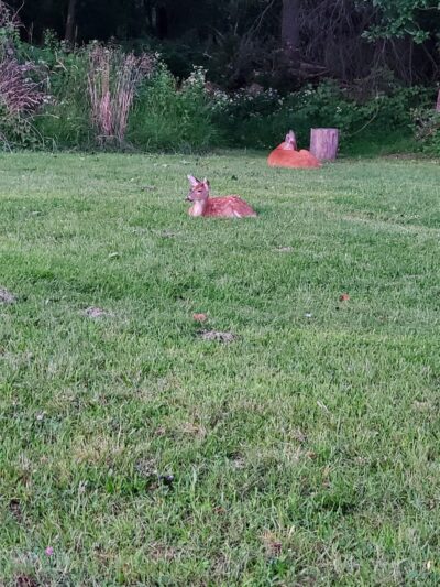 Alumni Field - Hackettstown, NJ