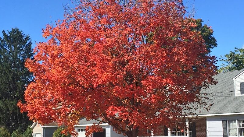 Alumni Field - Hackettstown, NJ
