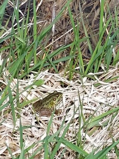 Alumni Field - Hackettstown, NJ