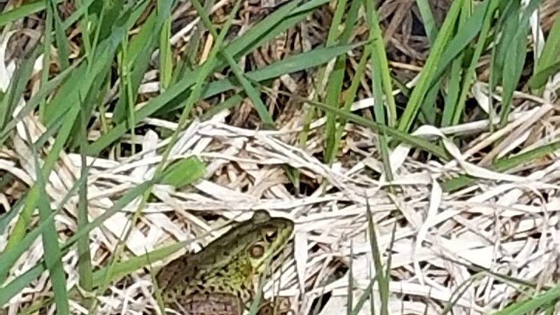 Alumni Field - Hackettstown, NJ
