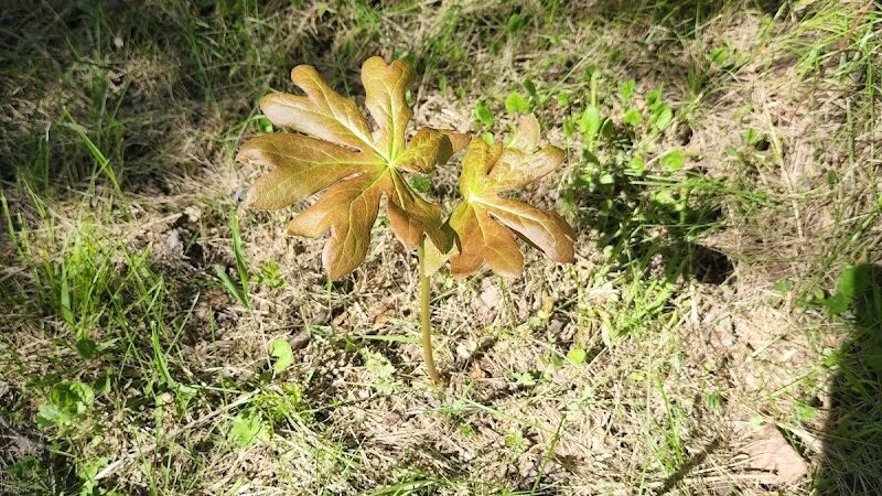 Florence Kuipers Park - Grand Avenue Parking Area - Hackettstown, NJ