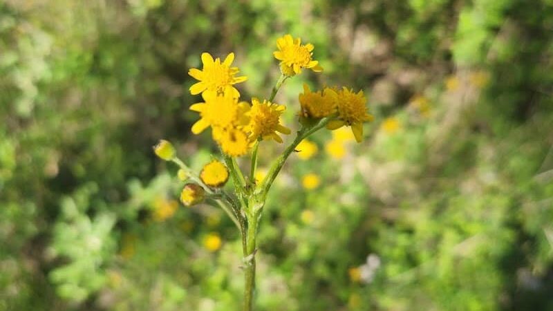 Florence Kuipers Park - Grand Avenue Parking Area - Hackettstown, NJ