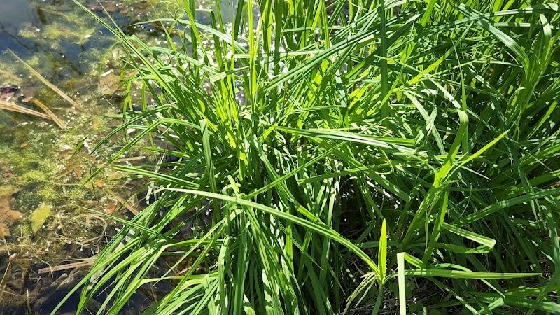 Florence Kuipers Park - Grand Avenue Parking Area - Hackettstown, NJ