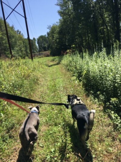 Florence W. Kuipers Memorial Park - Hackettstown, NJ