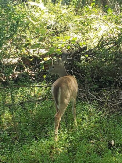 Hackettstown Riverfront Park - Hackettstown, NJ