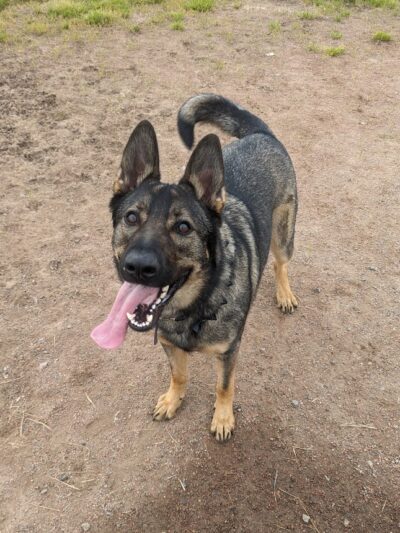 Hamburg Dog Park - Hamburg, NY