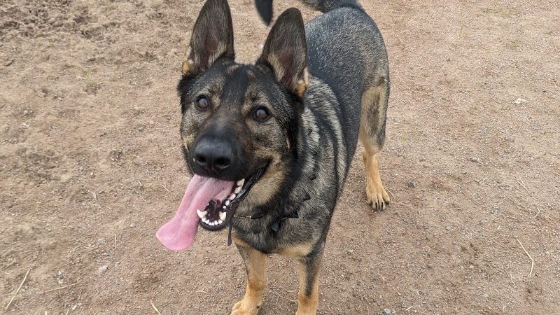 Hamburg Dog Park - Hamburg, NY