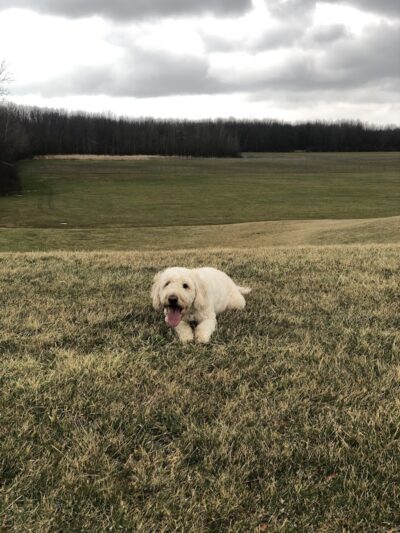 Hamburg Dog Park - Hamburg, NY