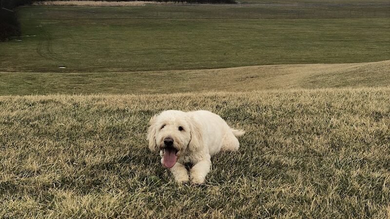 Hamburg Dog Park - Hamburg, NY