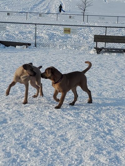 Hamburg Dog Park - Hamburg, NY