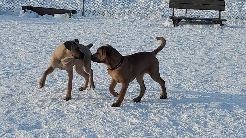 Hamburg Dog Park - Hamburg, NY