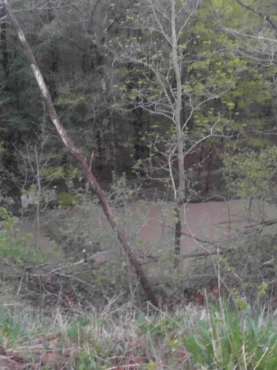 Hamburg Dog Park - Hamburg, NY