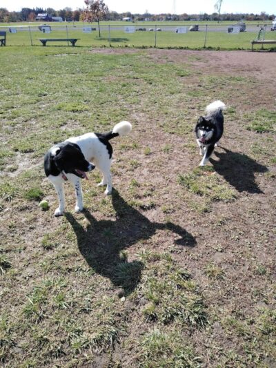 Hamburg Dog Park - Hamburg, NY