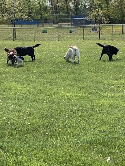 Hamburg Dog Park - Hamburg, NY