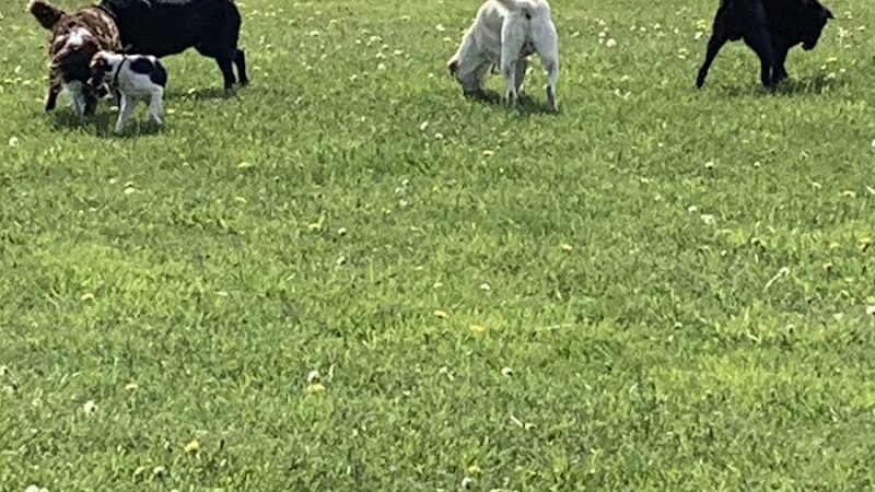 Hamburg Dog Park - Hamburg, NY