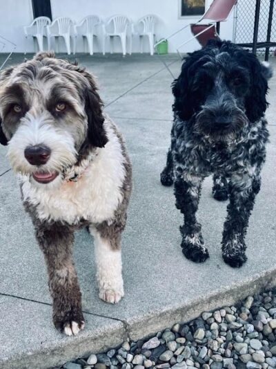 K9 Barks N Brews - Hamburg, NY