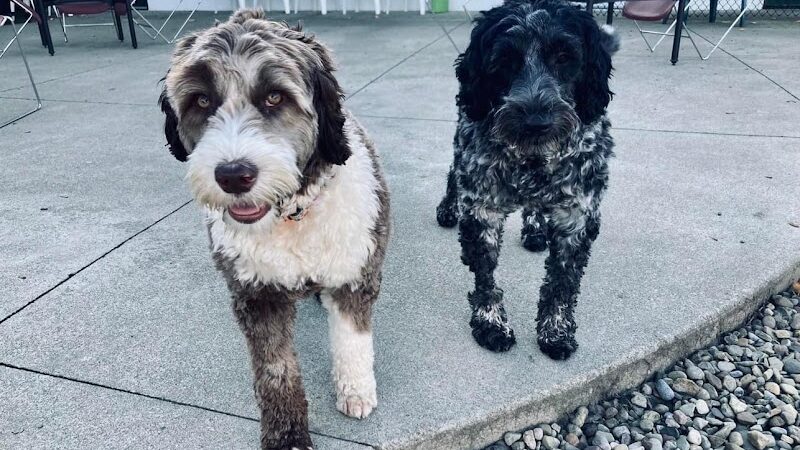 K9 Barks N Brews - Hamburg, NY