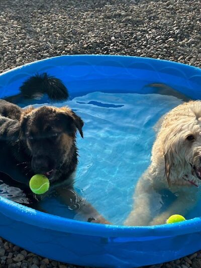 K9 Barks N Brews - Hamburg, NY