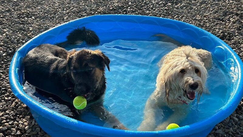 K9 Barks N Brews - Hamburg, NY