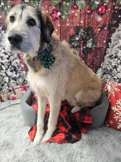 K9 Barks N Brews - Hamburg, NY