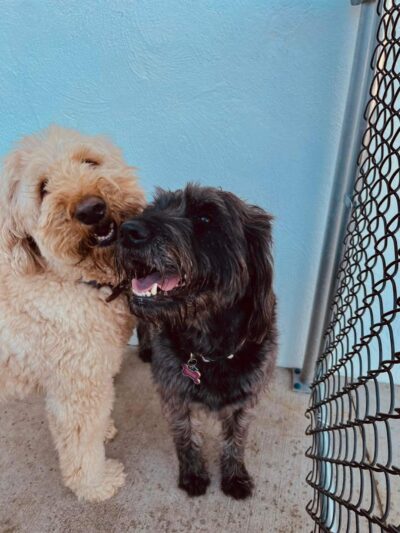 K9 Barks N Brews - Hamburg, NY