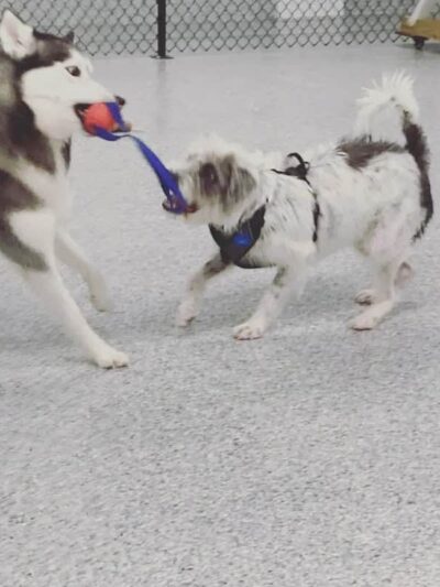 K9 Barks N Brews - Hamburg, NY