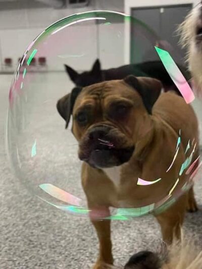 K9 Barks N Brews - Hamburg, NY