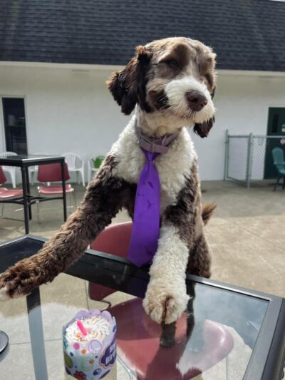 K9 Barks N Brews - Hamburg, NY