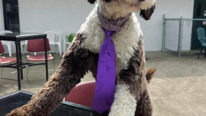 K9 Barks N Brews - Hamburg, NY